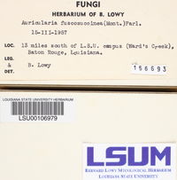 Auricularia fuscosuccinea image