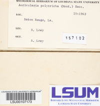 Auricularia polytricha image