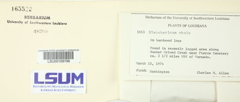 Steccherinum ochraceum image