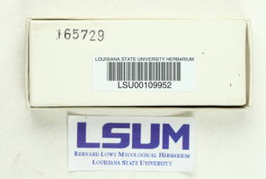 Stemonitis fusca image