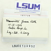 Stemonitis fusca image