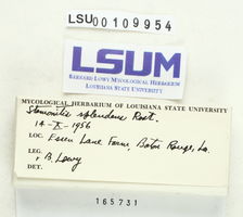 Stemonitis fusca image