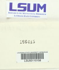 Stereum lobatum image