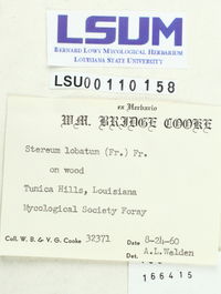 Stereum lobatum image