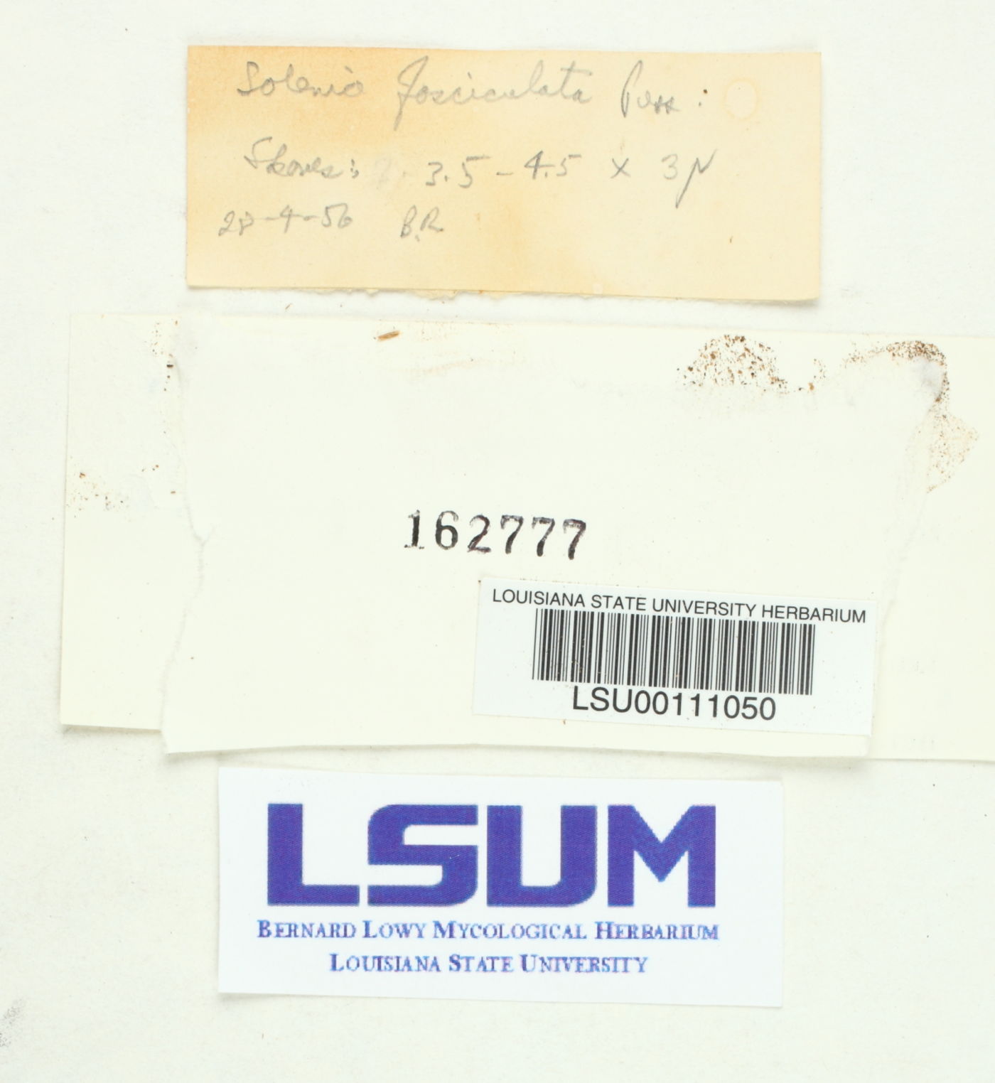 Rectipilus fasciculatus image
