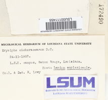 Golovinomyces cichoracearum image