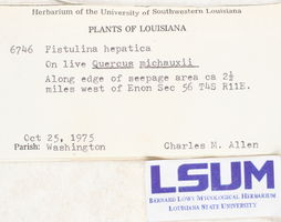 Fistulina hepatica image