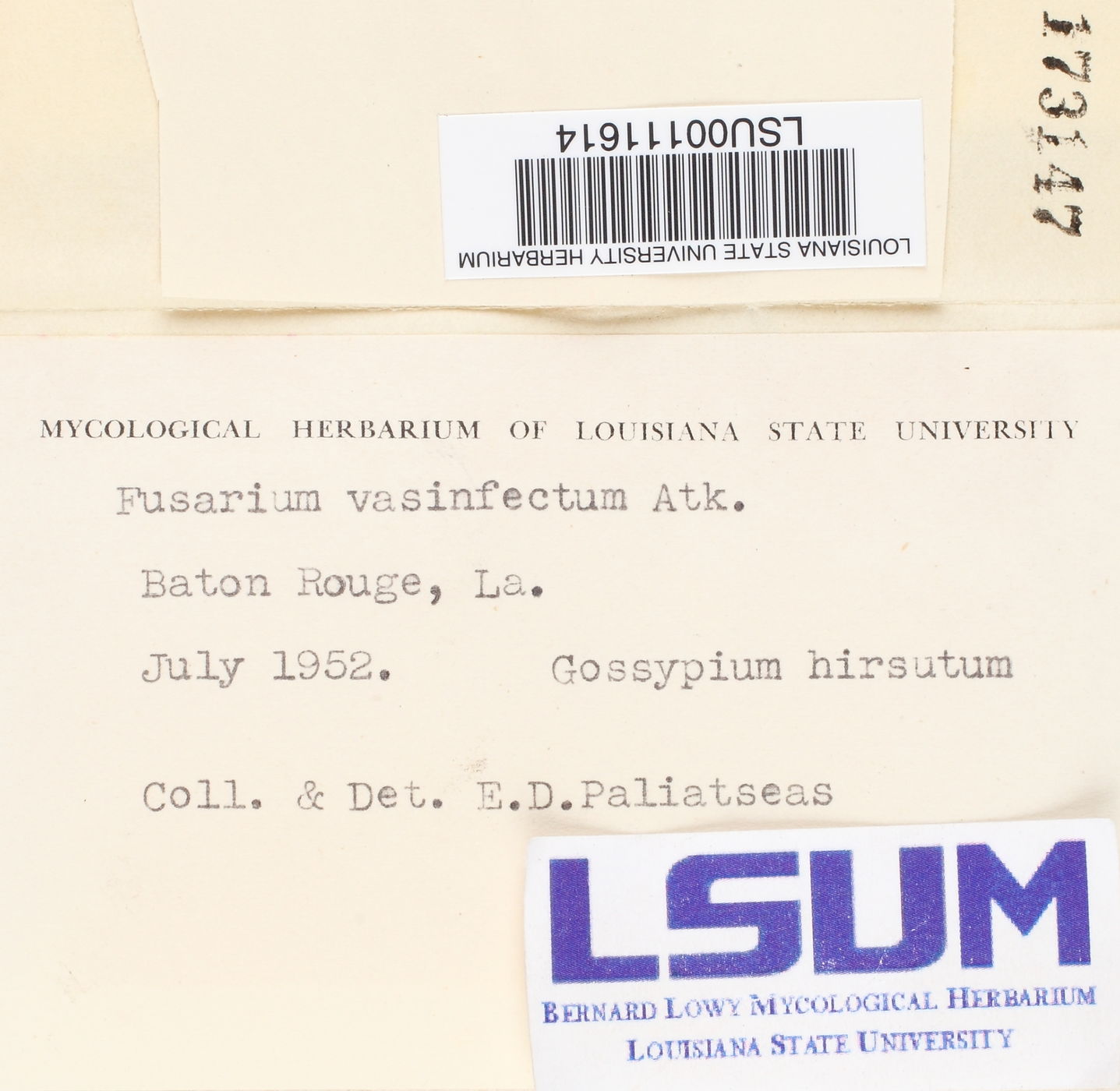 Fusarium oxysporum image