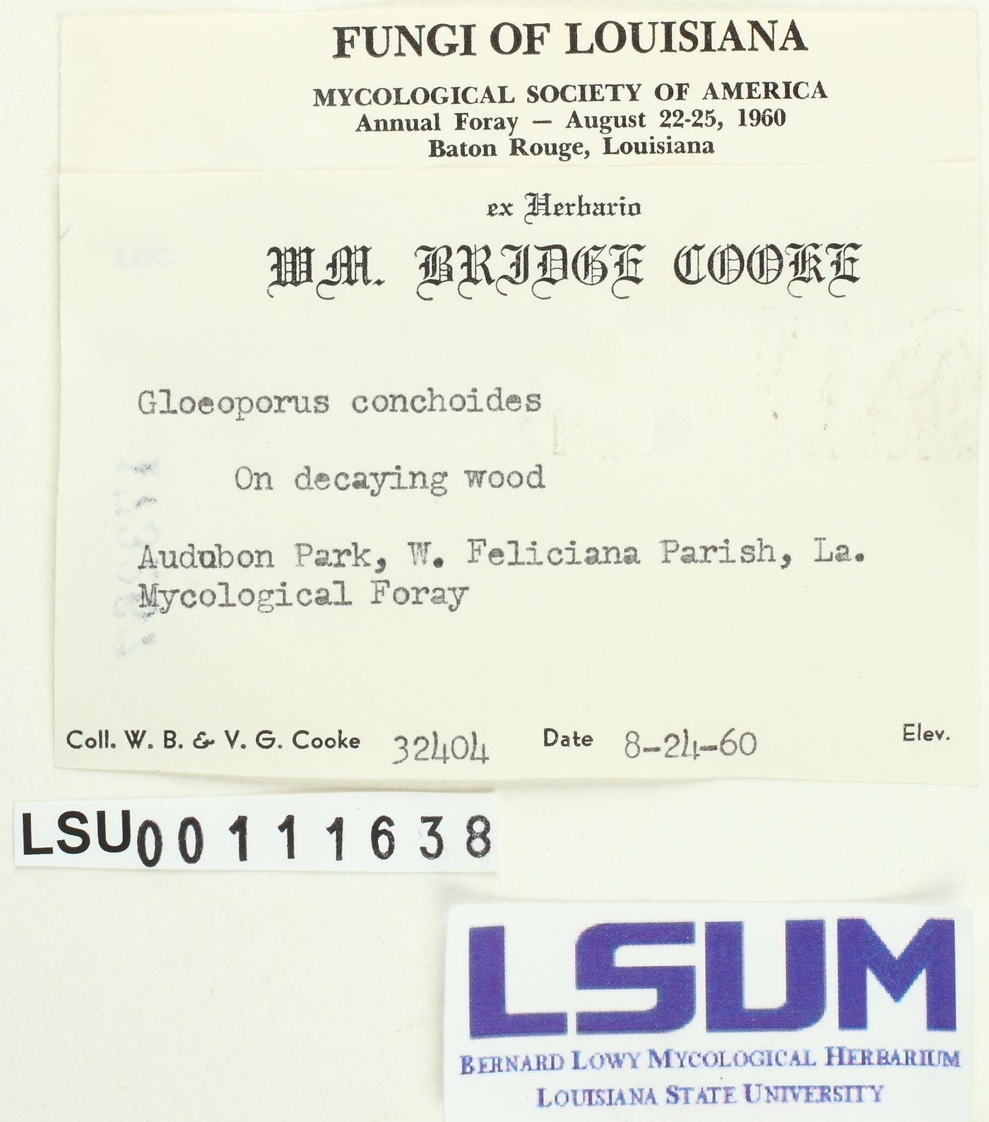 Gloeoporus thelephoroides image