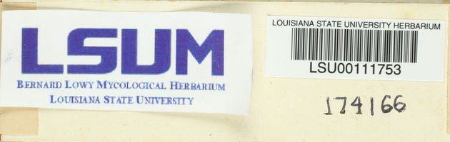 Leccinum rubropunctum image