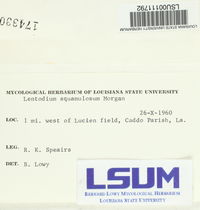 Lentodium squamulosum image