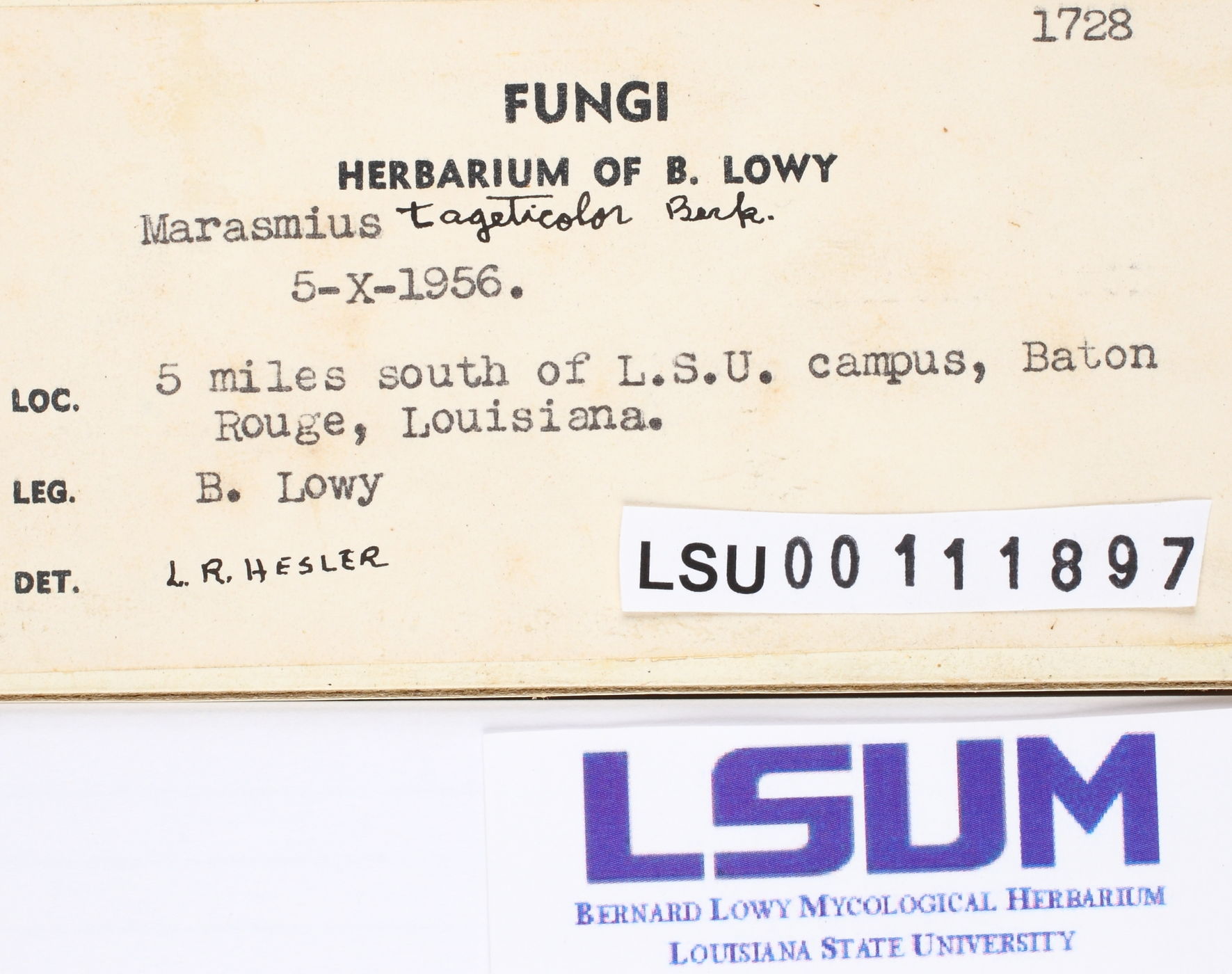 Marasmius tageticolor image
