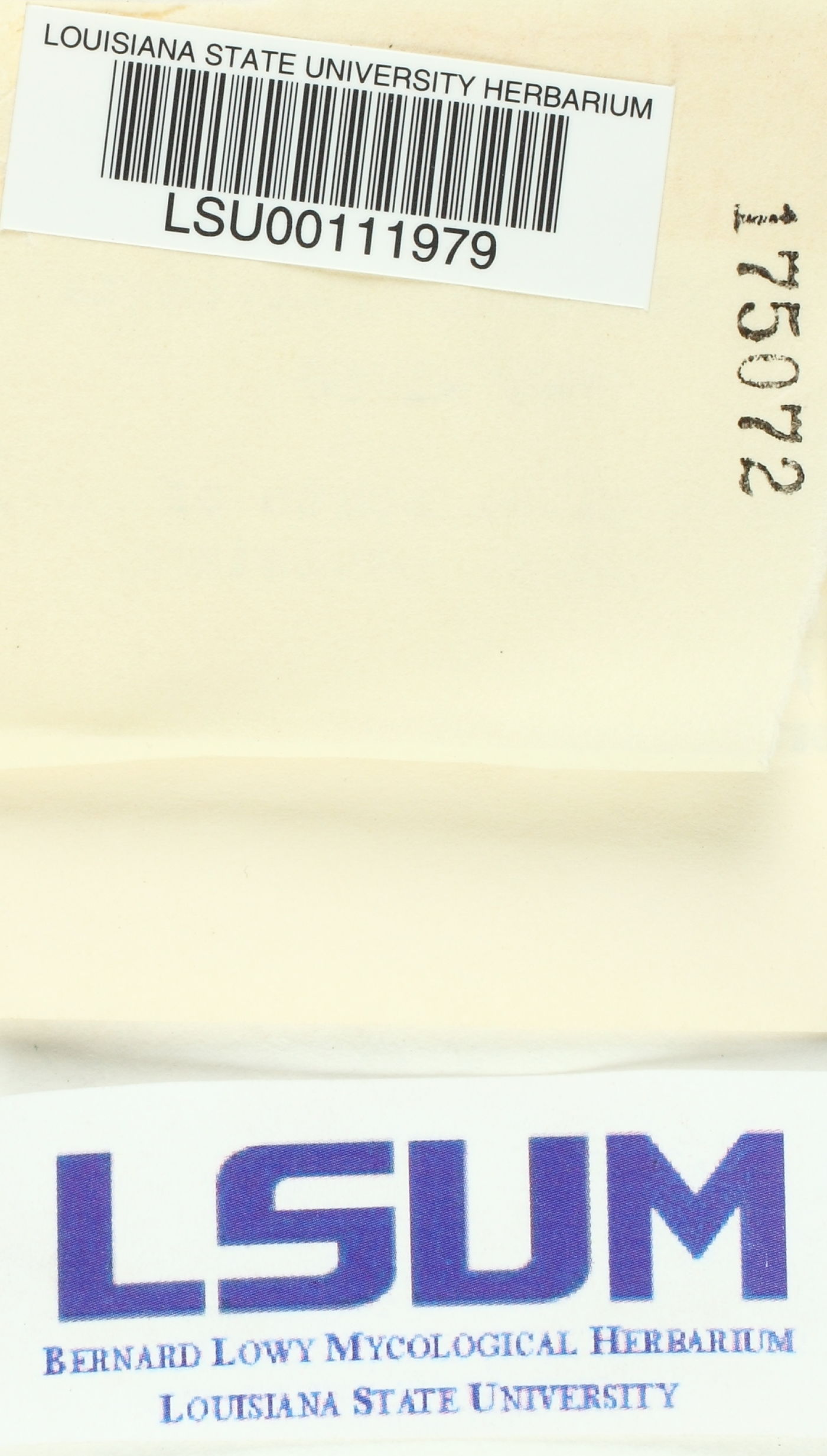 Nidularia pulvinata image