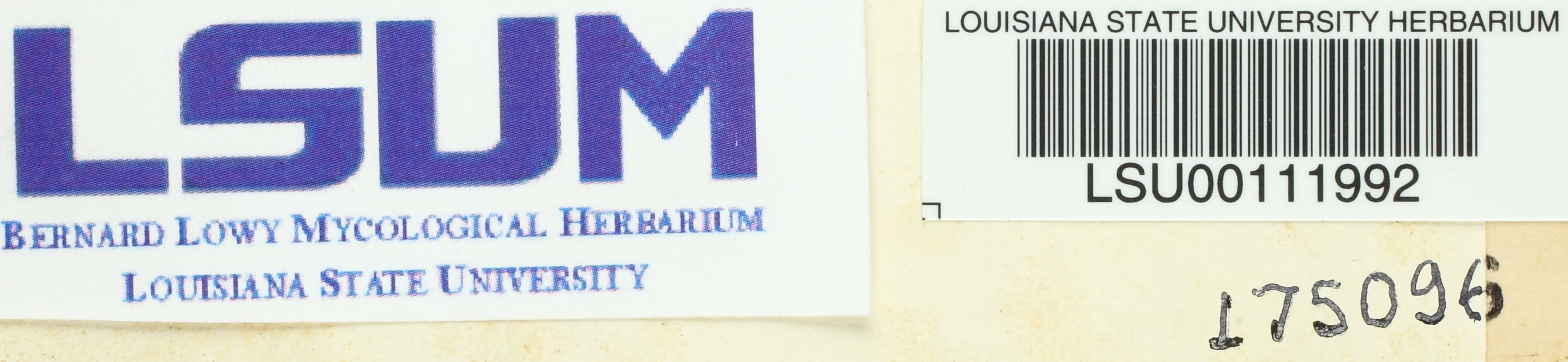 Odontia fimbriatum image