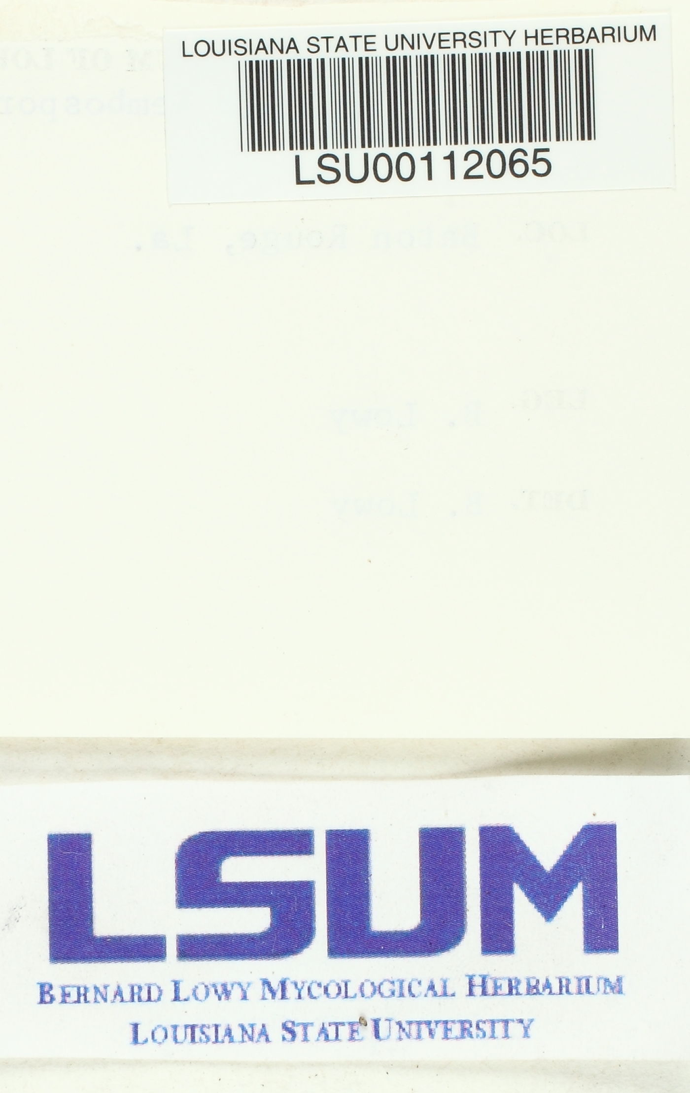 Botryobasidium lembosporum image