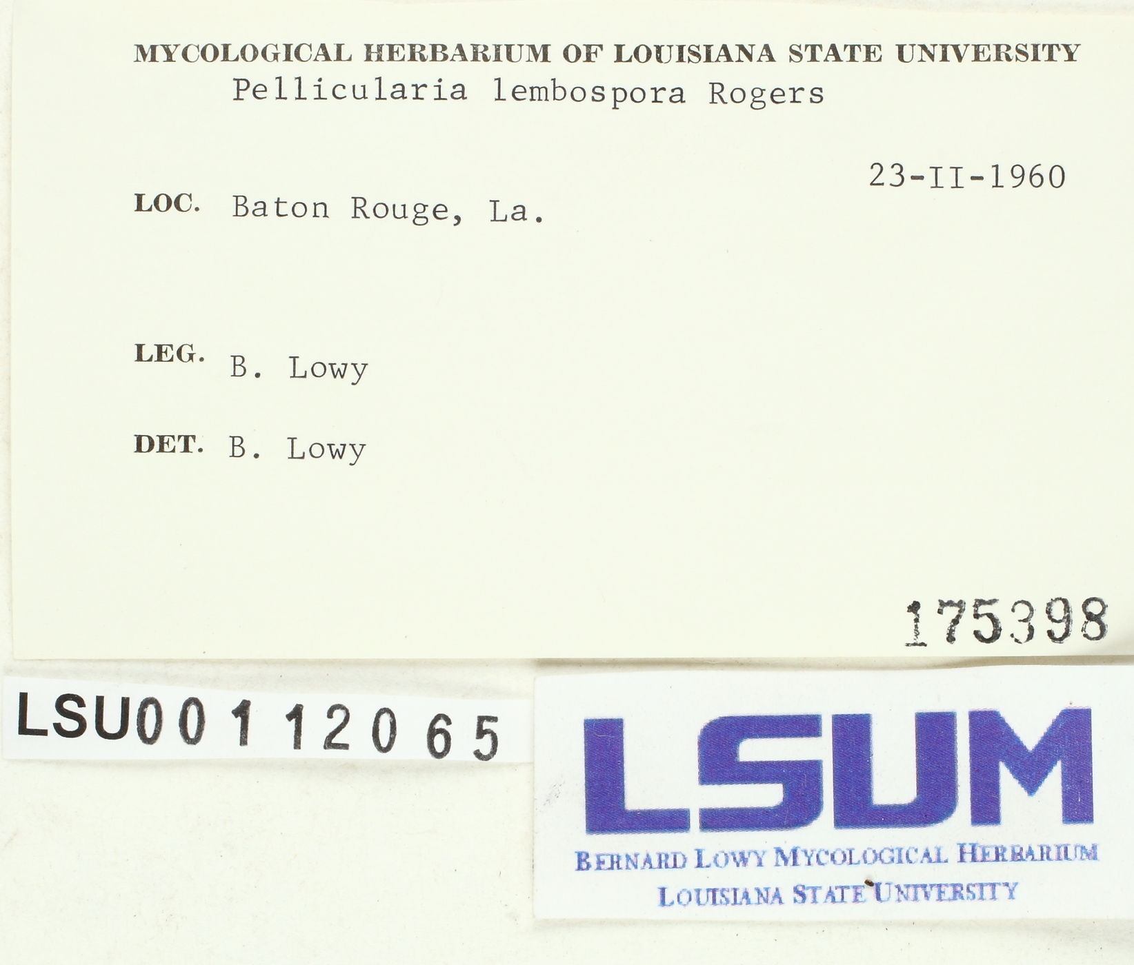 Botryobasidium lembosporum image