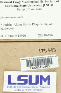 Peniophora nuda image