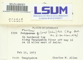 Phellinus gilvus image