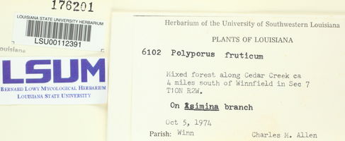 Phylloporia fruticum image