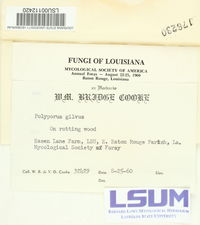 Phellinus gilvus image