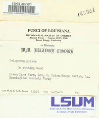 Phellinus gilvus image