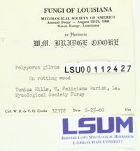 Phellinus gilvus image
