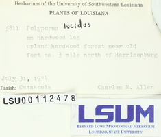 Ganoderma lucidum image