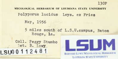 Ganoderma lucidum image