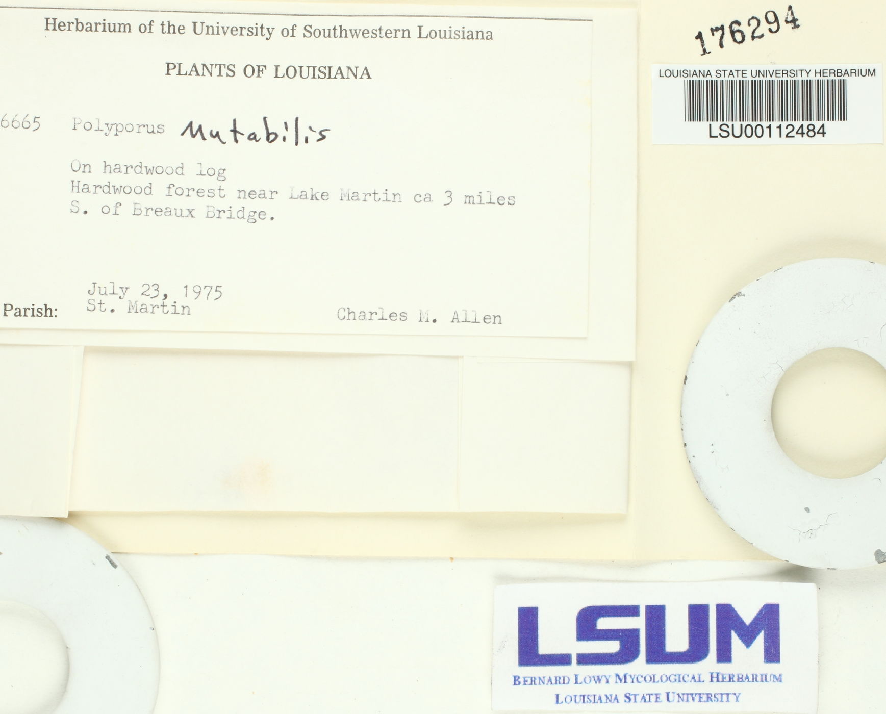 Microporellus obovatus image