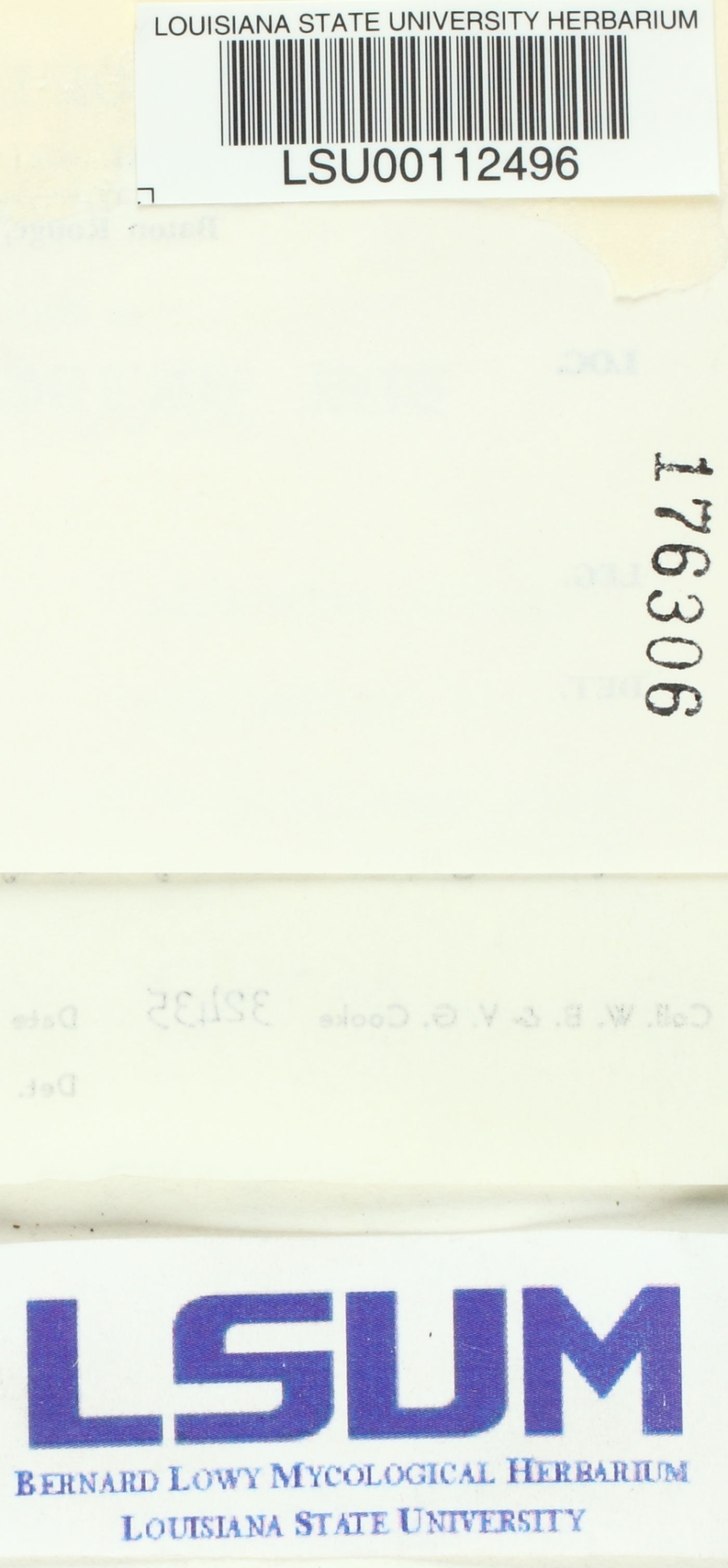 Microporellus obovatus image