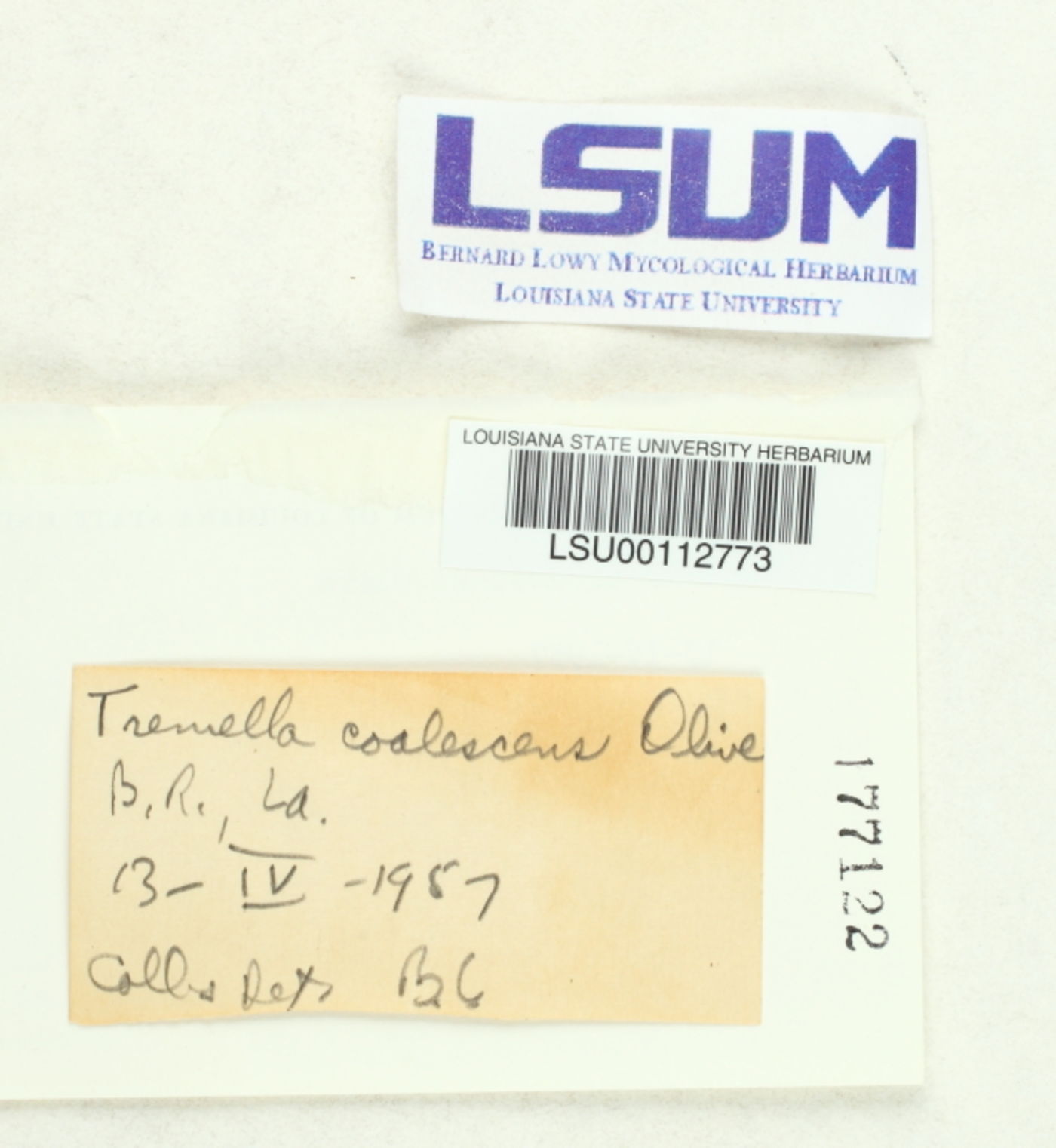 Tremella coalescens image