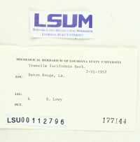 Tremella fuciformis image