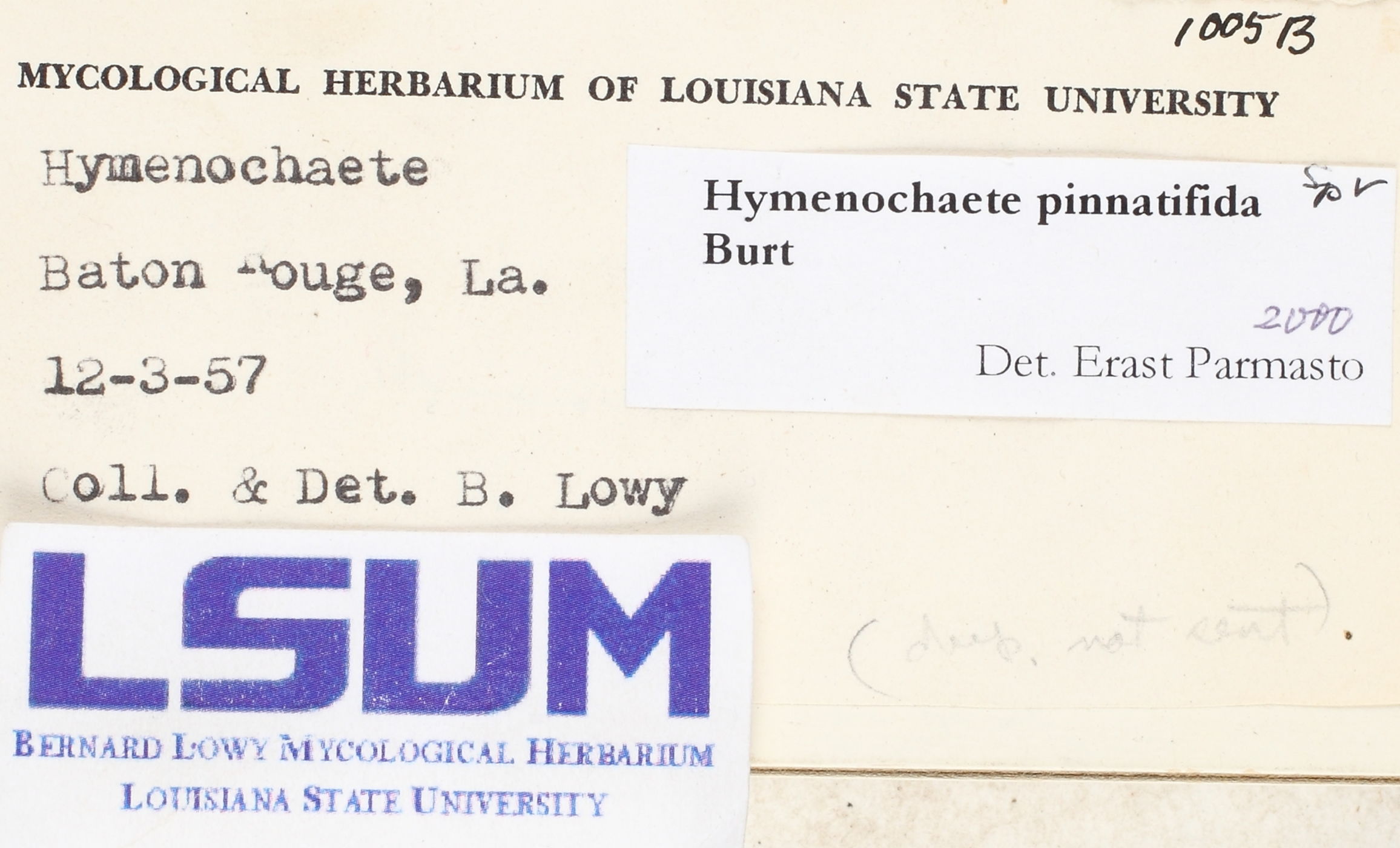 Hymenochaete pinnatifida image