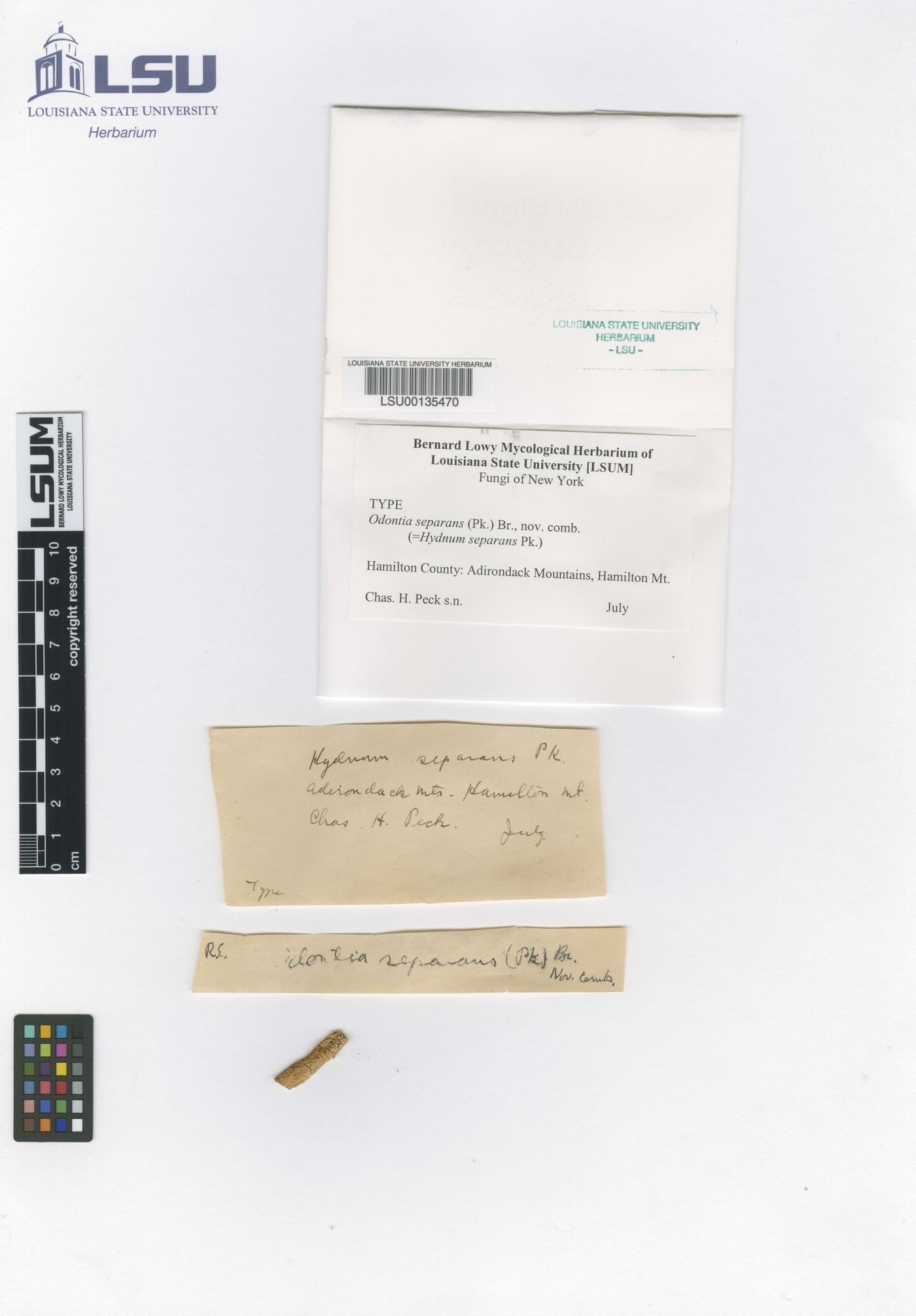 Dentipellis separans image