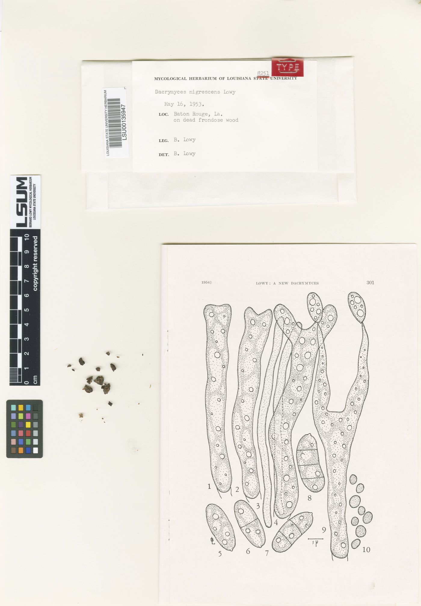 Dacrymyces nigrescens image