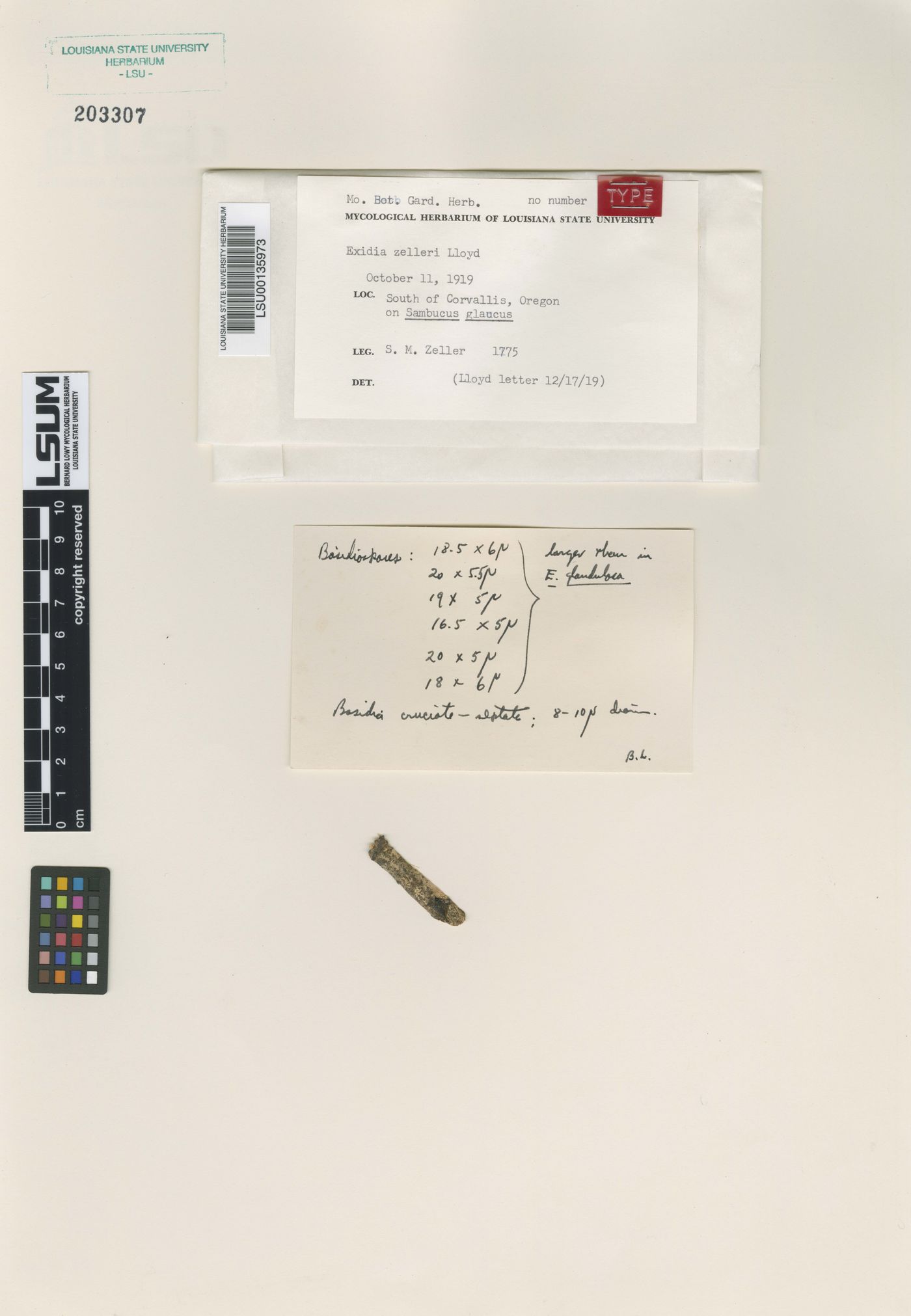 Exidia zelleri image