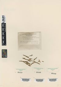 Camaropycnis libocedri image