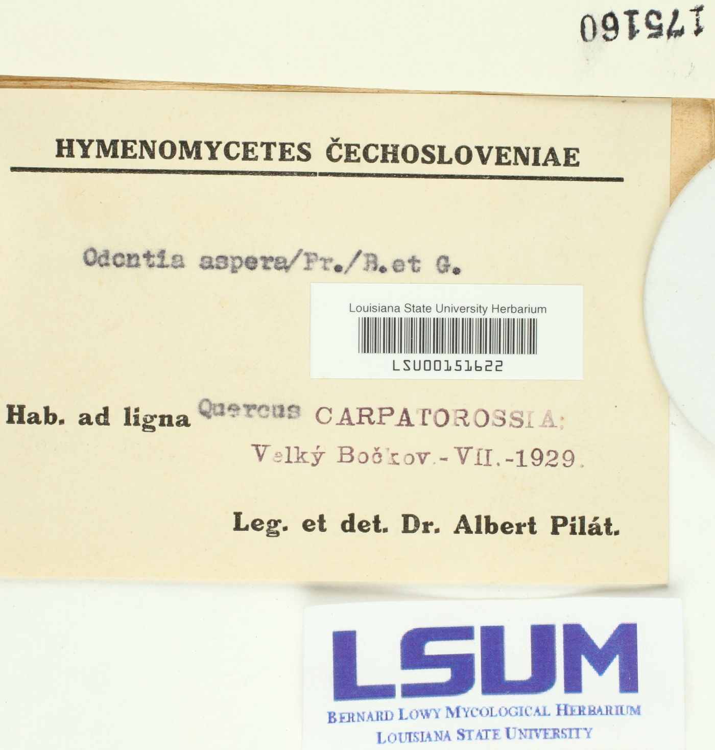 Odontia aspera image