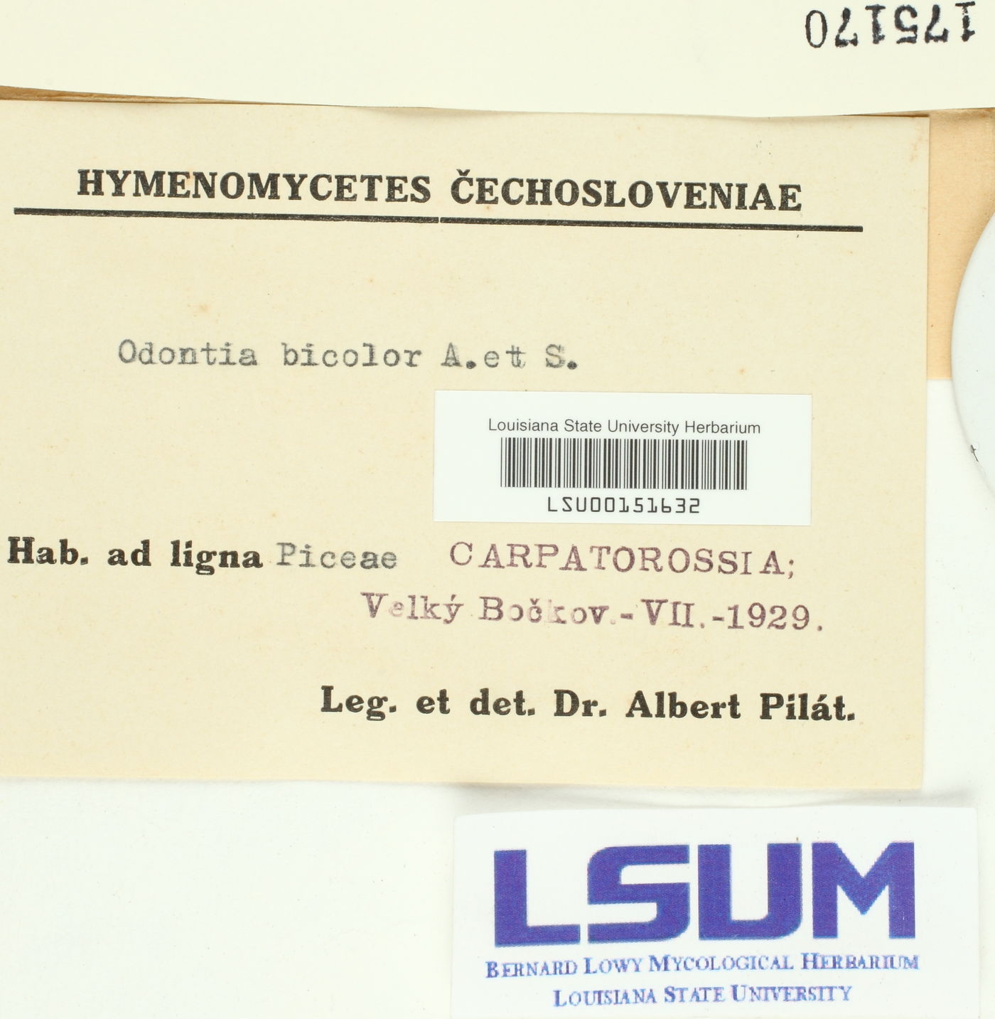 Resinicium bicolor image