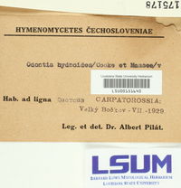 Odontia hydnoides image