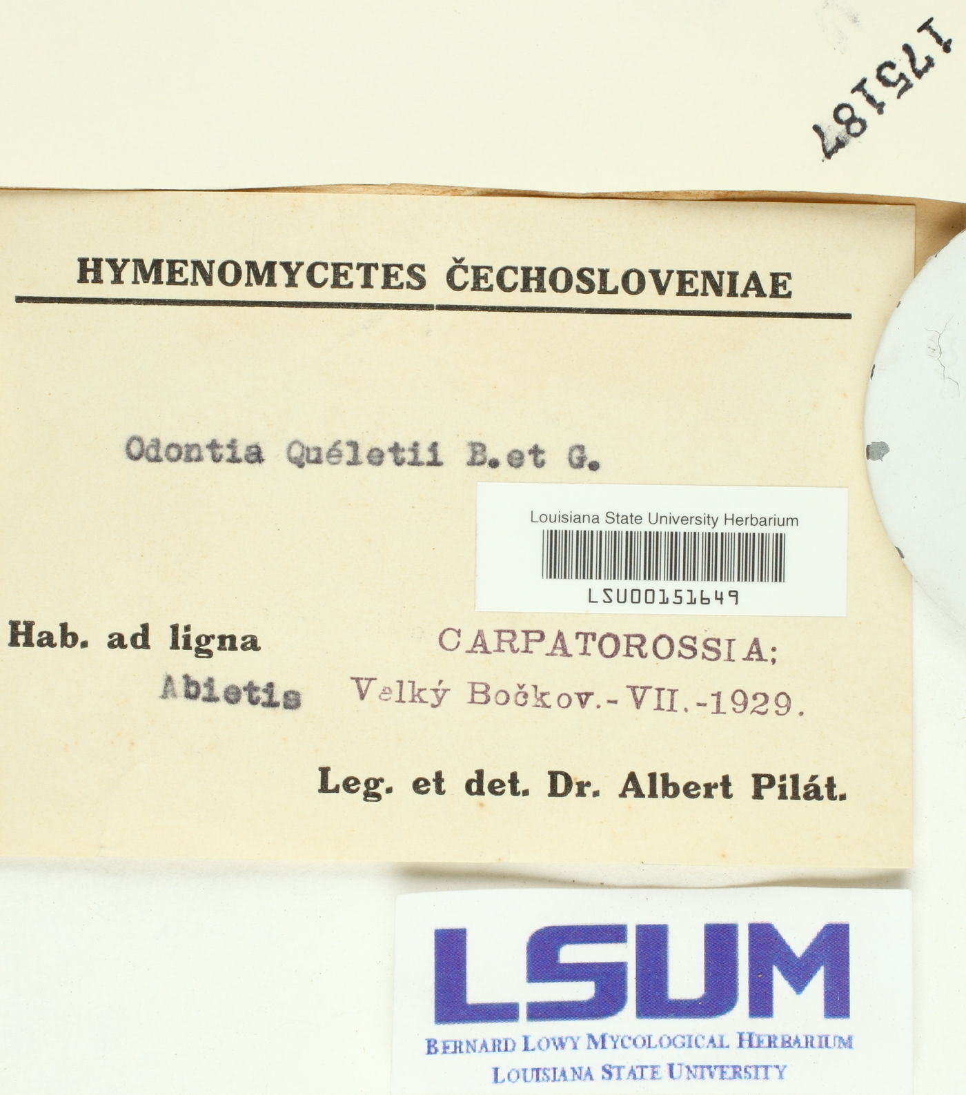 Cabalodontia queletii image