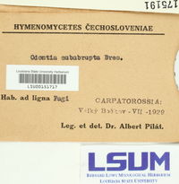 Crustomyces subabruptus image