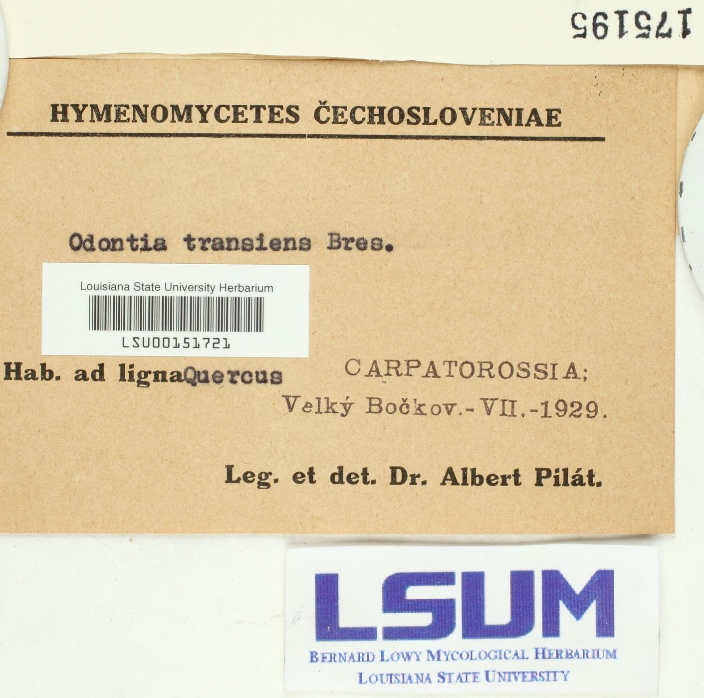 Odontia transiens image