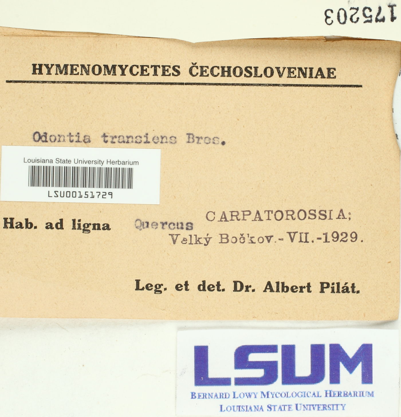 Odontia transiens image