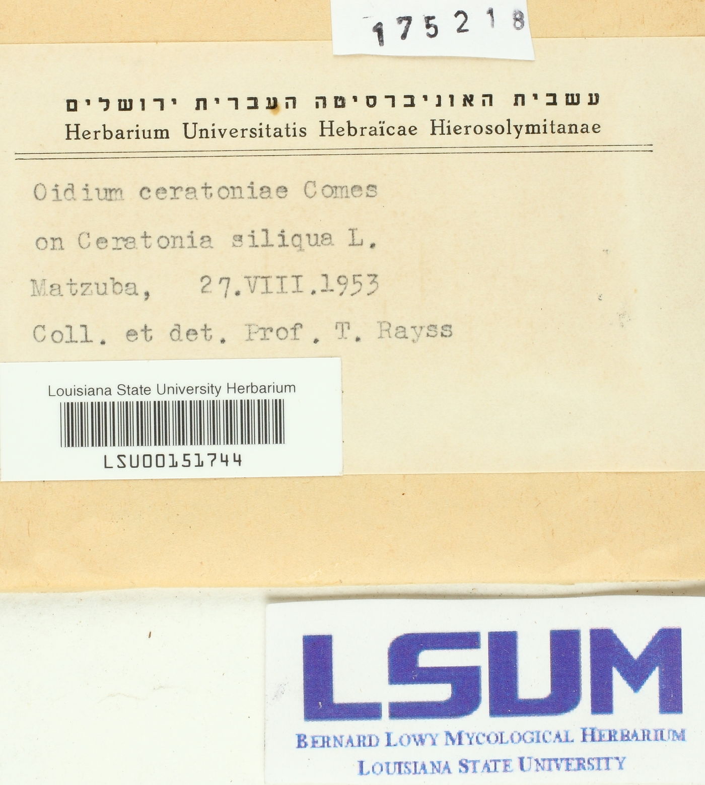 Oidium ceratoniae image