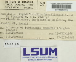 Fistulina brasiliensis image