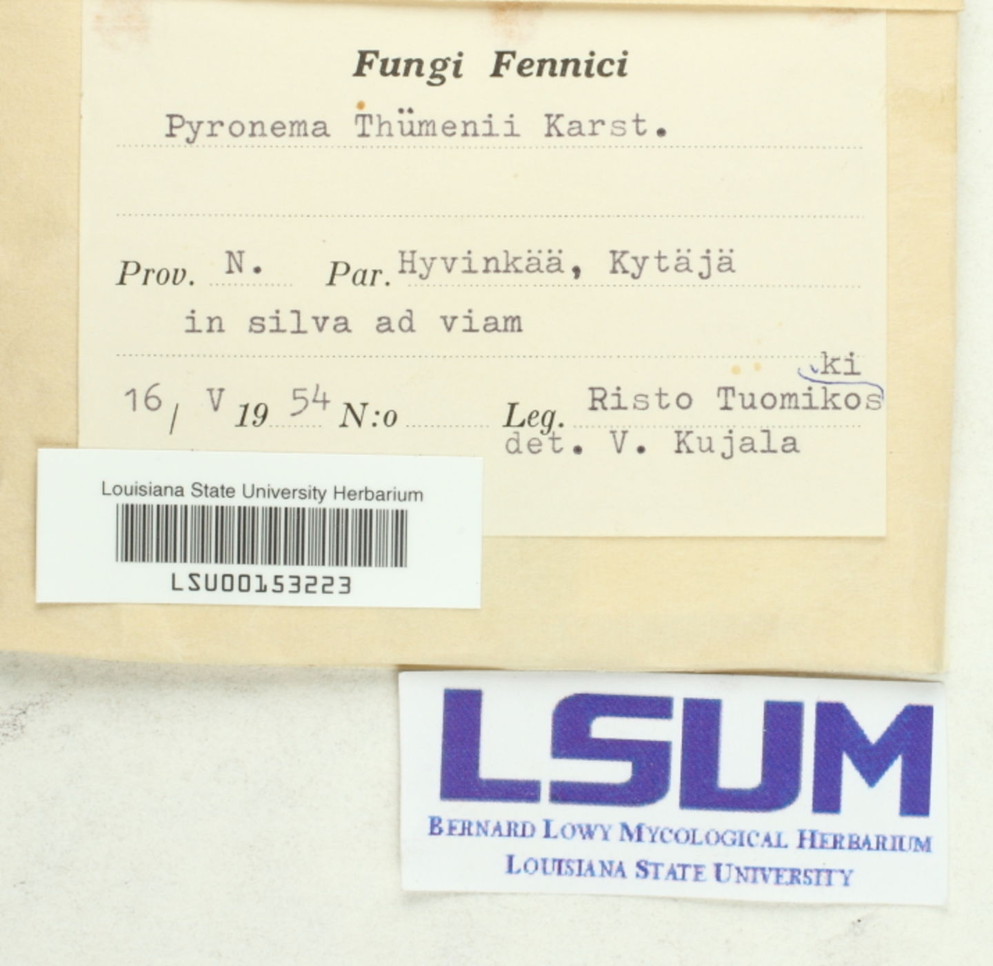 Pyronema thuemenii image