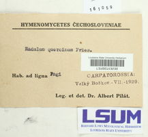 Hyphodontia quercina image
