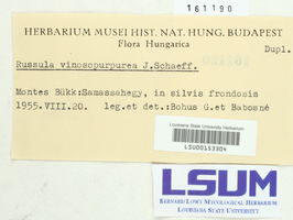 Russula vinosopurpurea image