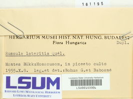 Russula lateritia image